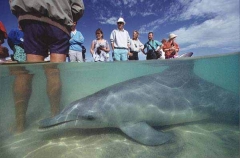 Bottlenose Dolphin (Tursiops truncatus) Bottlenose Dolphin (Tursiops truncatus)