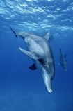Indo-Pacific Bottlenose Dolphin (Tursiops aduncus) Indo-Pacific Bottlenose Dolphin (Tursiops aduncus)