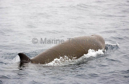 Northern Bottlenose Whale (Hyeroodon ampullatus) Northern Bottlenose Whale (Hyeroodon ampullatus)