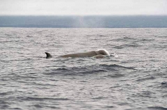 Northern Bottlenose Whale (Hyeroodon ampullatus) Northern Bottlenose Whale (Hyeroodon ampullatus)