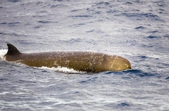 Northern Bottlenose Whale (Hyeroodon ampullatus) Northern Bottlenose Whale (Hyeroodon ampullatus)