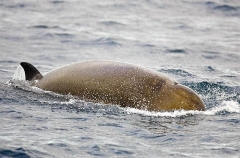 Northern Bottlenose Whale (Hyeroodon ampullatus) Northern Bottlenose Whale (Hyeroodon ampullatus)
