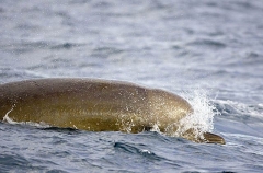 Northern Bottlenose Whale (Hyeroodon ampullatus) Northern Bottlenose Whale (Hyeroodon ampullatus)
