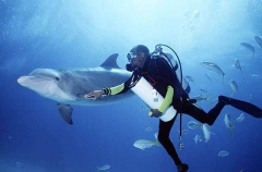 Bottlenose Dolphin (Tursiops truncatus) Bottlenose Dolphin (Tursiops truncatus)