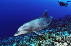 Bottlenose Dolphin (Tursiops truncatus) Bottlenose Dolphin (Tursiops truncatus)