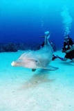 Bottlenose Dolphin (Tursiops truncatus) Bottlenose Dolphin (Tursiops truncatus)