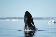 Bowhead Whale (Balaena mysticetus) Bowhead Whale (Balaena mysticetus)