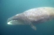 Bowhead Whale (Balaena mysticetus) Bowhead Whale (Balaena mysticetus)