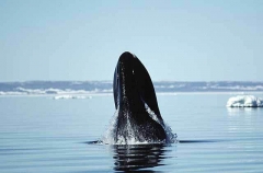 Bowhead Whale (Balaena mysticetus) Bowhead Whale (Balaena mysticetus)