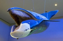 Bowhead Whale (Balaena mysticetus) Bowhead Whale (Balaena mysticetus)