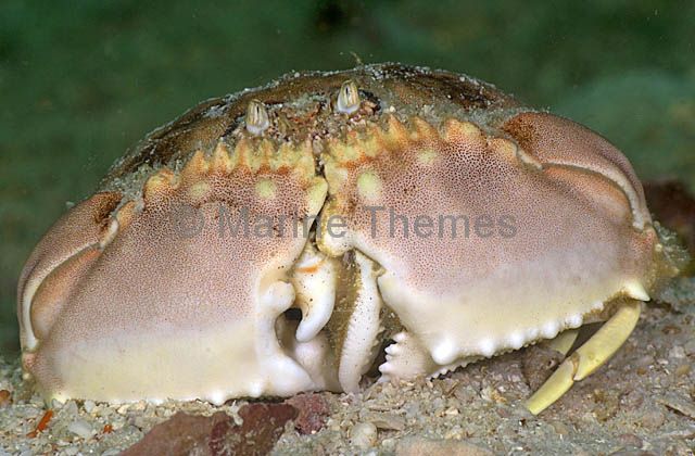 Crustaceans Spectacled Box Crabs Calappa philargius Taxidermy Oddities 