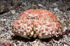 Shame-faced Crab (Calappa convexa) Shame-faced Crab (Calappa convexa)