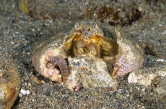 Shame-faced Crab (Calappa convexa) Shame-faced Crab (Calappa convexa)