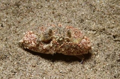 Rough Box Crab (Calappa gallus) Rough Box Crab (Calappa gallus)