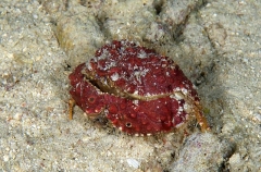 Rough Box Crab (Calappa gallus) Rough Box Crab (Calappa gallus)