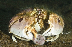 Spectacled Box Crab (Calappa philargius) Spectacled Box Crab (Calappa philargius)