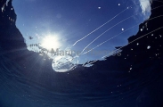 Box Sea Jelly (Chironex fleckeri)
