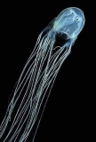 Box Sea Jelly (Chironex fleckeri) Box Sea Jelly (Chironex fleckeri)