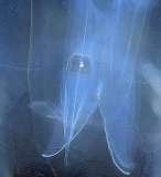 Box Sea Jelly (Chironex fleckeri) Box Sea Jelly (Chironex fleckeri)