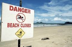 Box Sea Jelly (Chironex fleckeri) Box Sea Jelly (Chironex fleckeri)