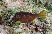 Yellow Boxfish (Ostracion cubicus)