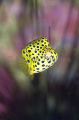 Yellow Boxfish (Ostracion cubicus) Yellow Boxfish (Ostracion cubicus)
