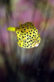 Yellow Boxfish (Ostracion cubicus) Yellow Boxfish (Ostracion cubicus)