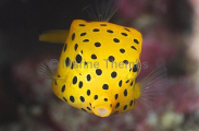 Yellow Boxfish (Ostracion cubicus) Yellow Boxfish (Ostracion cubicus)