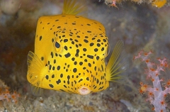 Yellow Boxfish (Ostracion cubicus) Yellow Boxfish (Ostracion cubicus)