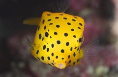 Yellow Boxfish (Ostracion cubicus) Yellow Boxfish (Ostracion cubicus)