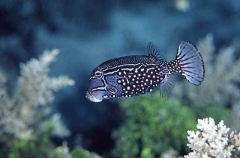 Striped Boxfish (Ostracion solorensis)