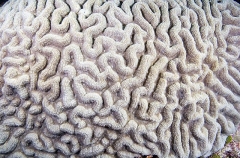 Hemprich's Brain Coral (Lobophyllia hemprichii) Hemprich's Brain Coral (Lobophyllia hemprichii)