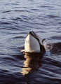 Killer Whale (Orcinus orca) Killer Whale (Orcinus orca)