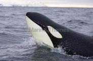 Killer Whale (Orcinus orca)