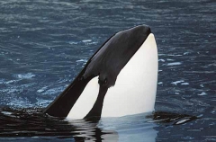 Orca or Killer Whale (Orcinus orca) Orca or Killer Whale (Orcinus orca)
