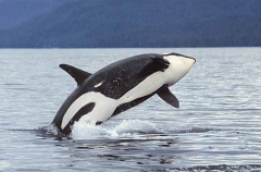 Orca or Killer Whale (Orcinus orca) Orca or Killer Whale (Orcinus orca)