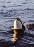 Killer Whale (Orcinus orca) Killer Whale (Orcinus orca)