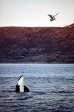 Killer Whale (Orcinus orca) Killer Whale (Orcinus orca)