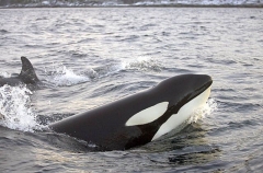 Killer Whale (Orcinus orca) Killer Whale (Orcinus orca)