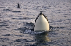 Killer Whale (Orcinus orca) Killer Whale (Orcinus orca)