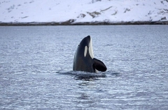 Killer Whale (Orcinus orca) Killer Whale (Orcinus orca)