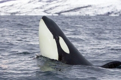 Killer Whale (Orcinus orca) Killer Whale (Orcinus orca)