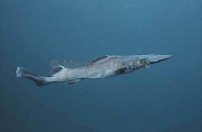 Brier Shark (Deania calcea) Brier Shark (Deania calcea)
