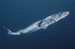 Brier Shark (Deania calcea) Brier Shark (Deania calcea)