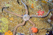 Schayer's Brittle Star (Ophionereis schayeri) Schayer's Brittle Star (Ophionereis schayeri)