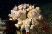 Brittle Stars (Ophiothrix sp.) Brittle Stars (Ophiothrix sp.)