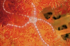 Brittle Star (Ophiothrix purpurea)