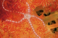 Brittle Star (Ophiothrix purpurea) Brittle Star (Ophiothrix purpurea)