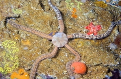 Schayer's Brittle Star (Ophionereis schayeri)
