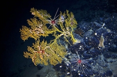 Brittle Stars (Asteronyx sp.) Brittle Stars (Asteronyx sp.)
